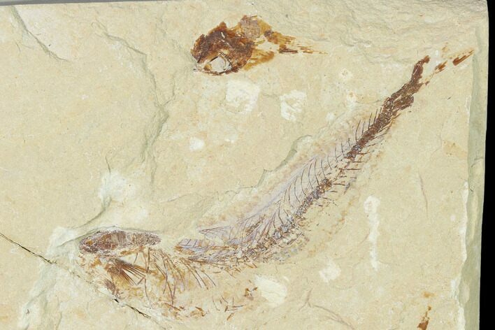 Cretaceous Fossil Fish (Gaudryella) - Lebanon #162835